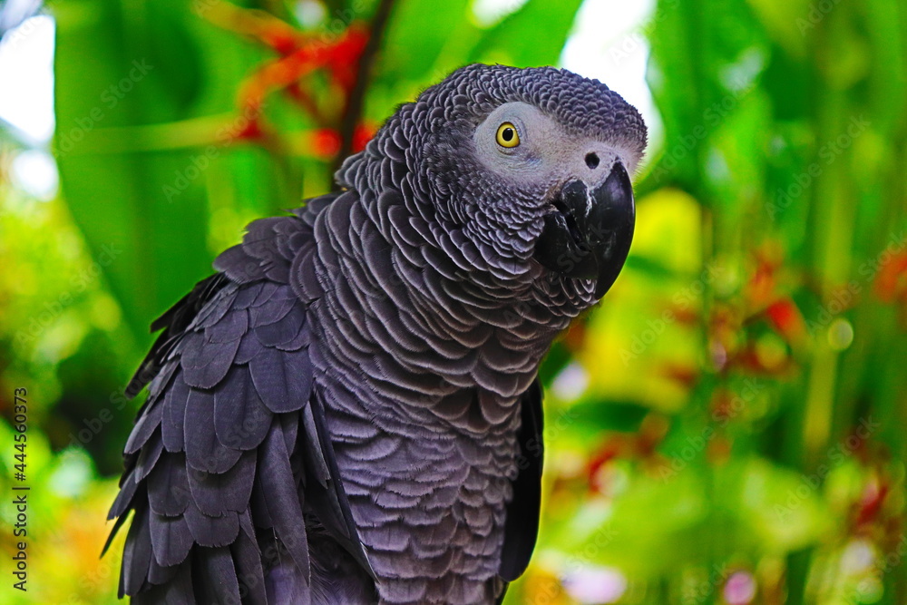 Fototapeta premium portrait of a parrot