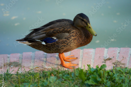 Quadro su tela pato 3
