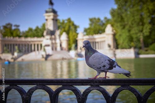 paloma en el retiro 1