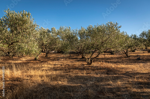 olive grove on the island Solta  Croatia