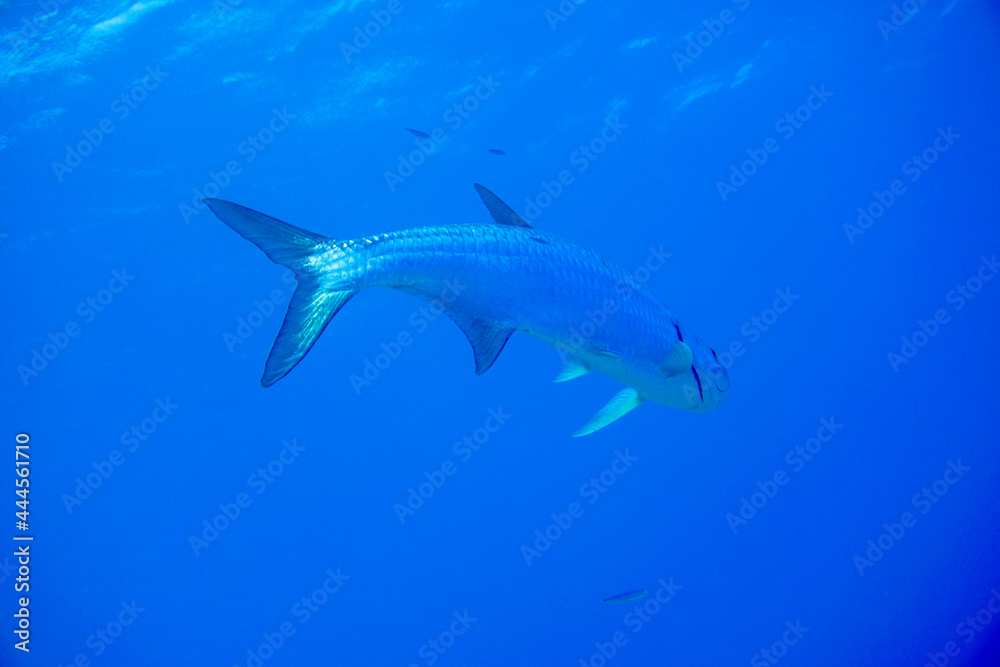 A large tarpon swimming in the blue waters of the Caribbean sea in Curacao. Silver king fish