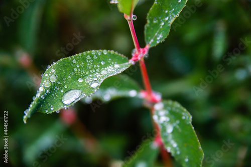 dewdrops on green leaves leaves after rain