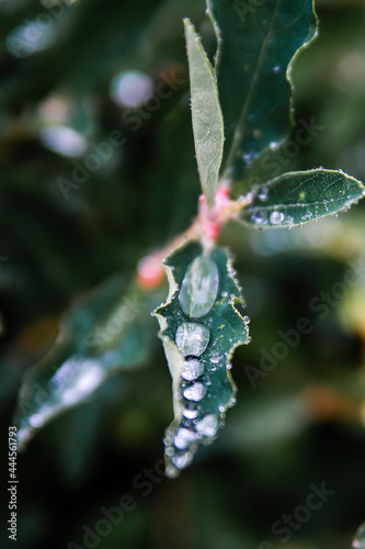 raindrops on the leaves afrer rain vertical