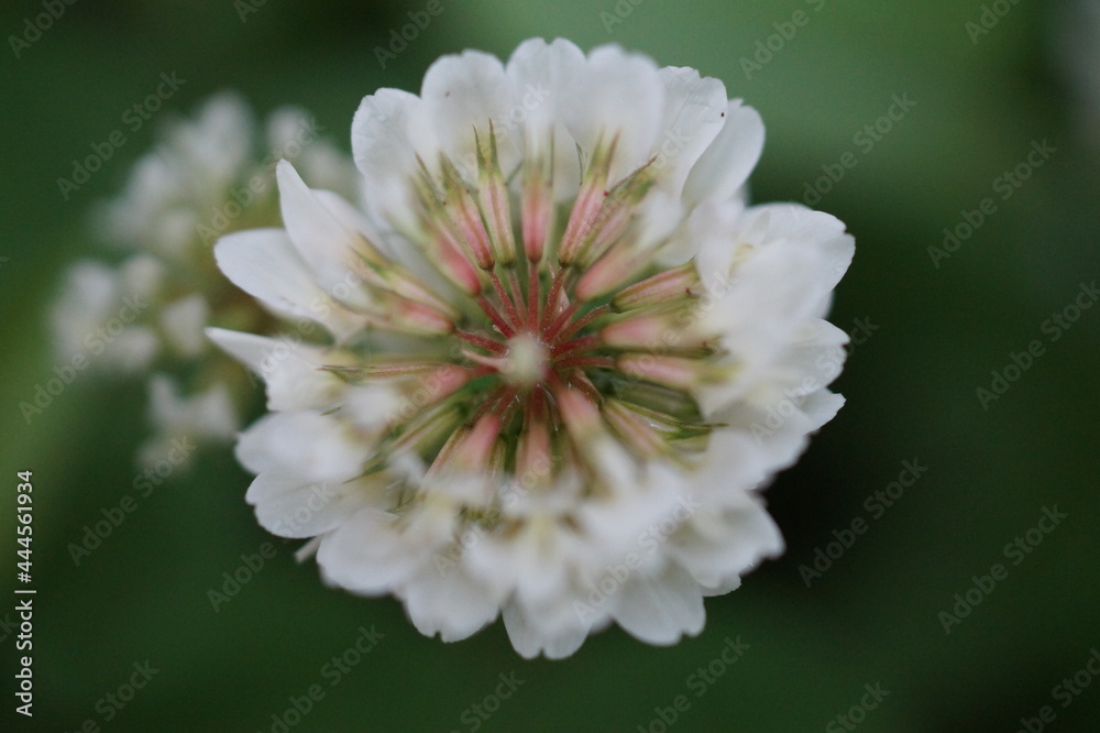 white dahlia flower white dahlia flower
