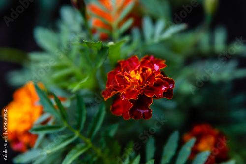 Beautiful blossoming summer flowers in a garden
