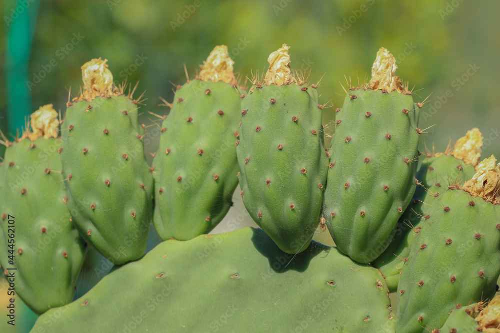 Opuntia ficus-indica. Frutti di fico d'India in maturazione sulla pala.
Opuntia ficus-indica. Frutti di fico d'India in maturazione sulla pala.