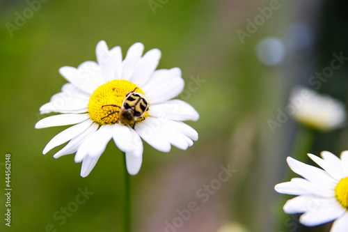 insect on a chamomilel, a dybug on camomile green grass background, close up photo