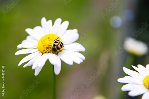 insect on a chamomilel, a dybug on camomile green grass background, close up