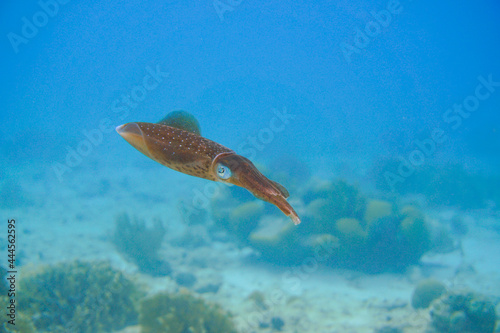 Beautiful squid swimming in the blue waters of the Caribbean sea of Curacao island