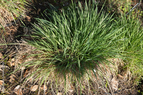 Phalaris Arundinacea Reed Canary Grass