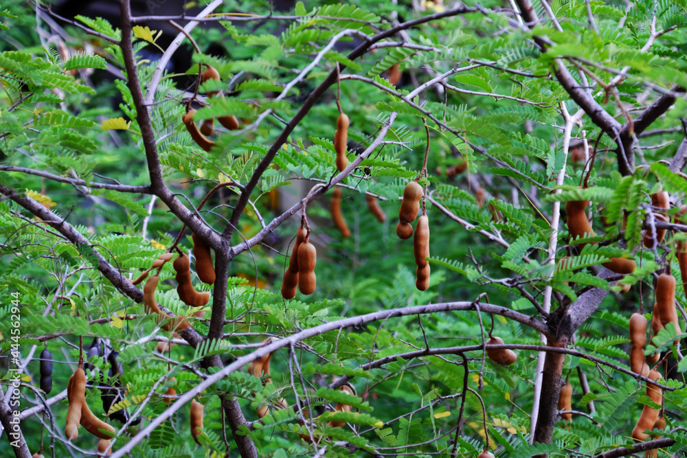 Tamarind fruit on urban tree