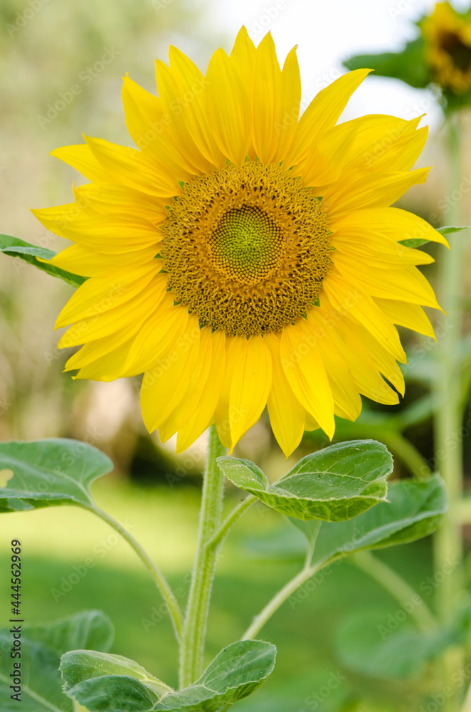 sunflower grown in the garden. Natural light outdoor picture. Greeting card.