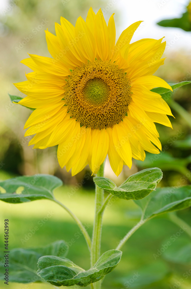sunflower grown in the garden. Natural light outdoor picture. Greeting card. sunflower grown in the garden. Natural light outdoor picture. Greeting card.