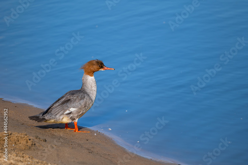 Mergus Merganser Water Bird At River Shore