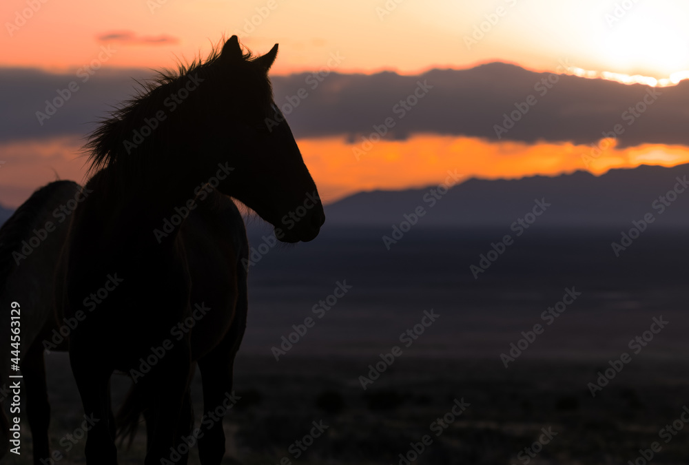 Wild Horse Silhouetted at Sunset in Utah Wild Horse Silhouetted at Sunset in Utah