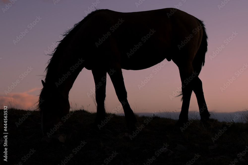 Wild Horse Silhouetted at Sunset in Utah Wild Horse Silhouetted at Sunset in Utah