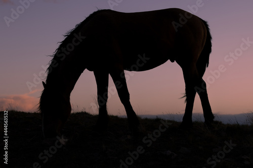 Wild Horse Silhouetted at Sunset in Utah © natureguy
