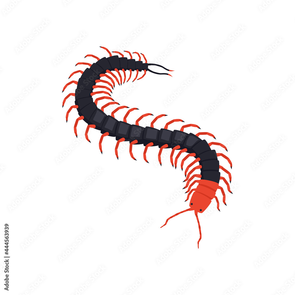 Obraz premium Centipede Isometric Illustration