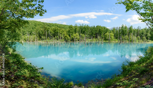 Fototapeta Naklejka Na Ścianę i Meble -  パノラマ撮影  夏のよく晴れた日の青い池  北海道美瑛町の観光イメージ