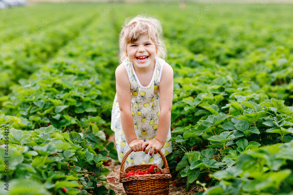 Fototapeta premium Happy little preschool girl picking and eating healthy strawberries on organic berry farm in summer, on sunny day. Child having fun with helping. Kid on strawberry plantation field, ripe red berries.