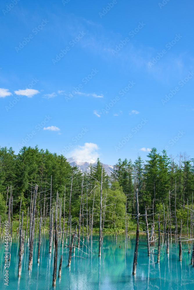 夏のよく晴れた日の青い池  北海道美瑛町の観光イメージ