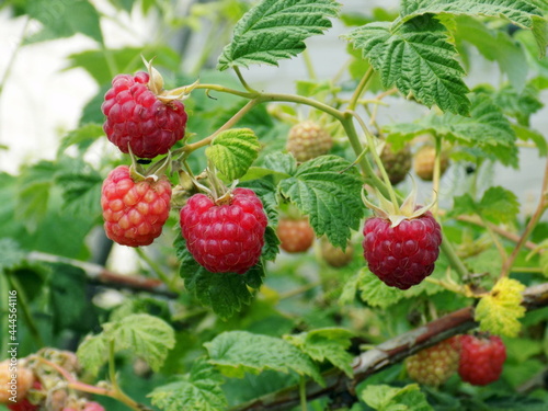 Forest raspberries on a branch.