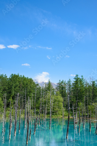 夏のよく晴れた日の青い池 北海道美瑛町の観光イメージ