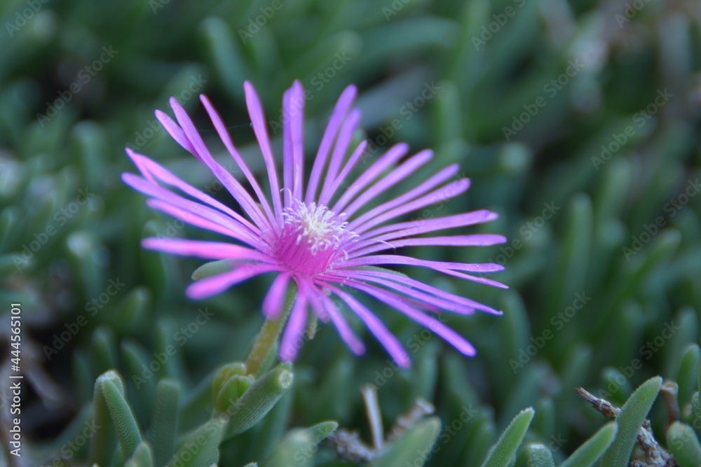 Obraz premium Fiore di cactus