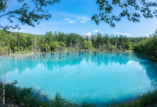 夏の晴れた日の青い池  北海道美瑛町の観光イメージ photo