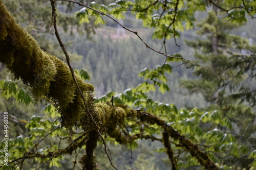 tree in the forest