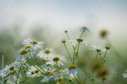 Margeritenblüten im Feld