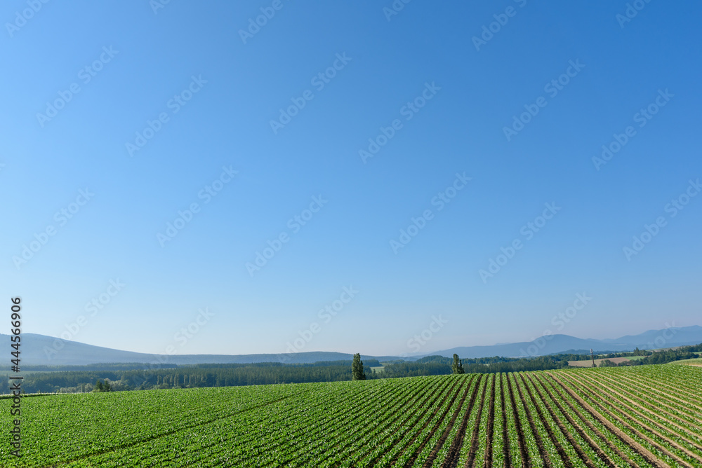 夏の晴れた日の美瑛の丘と畑一面に咲いたジャガイモの花  北海道美瑛町