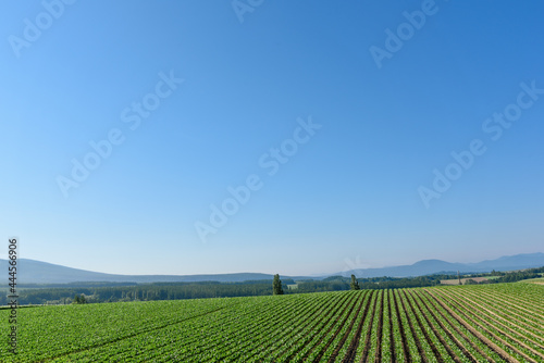 夏の晴れた日の美瑛の丘と畑一面に咲いたジャガイモの花 北海道美瑛町