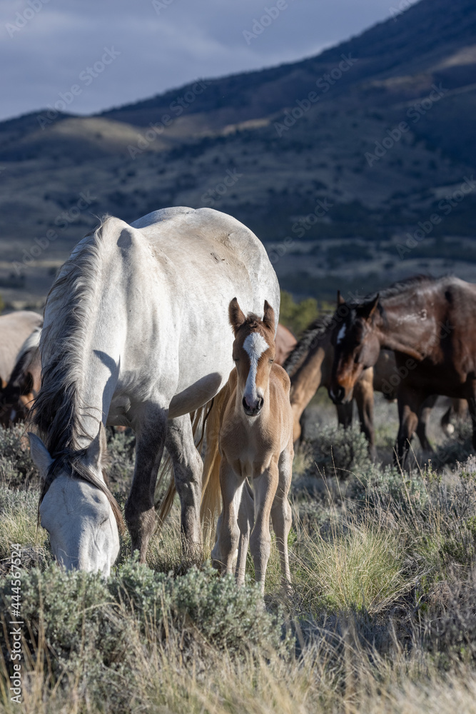 Wild Horse Mare and Foal in the Utah Desert Wild Horse Mare and Foal in the Utah Desert