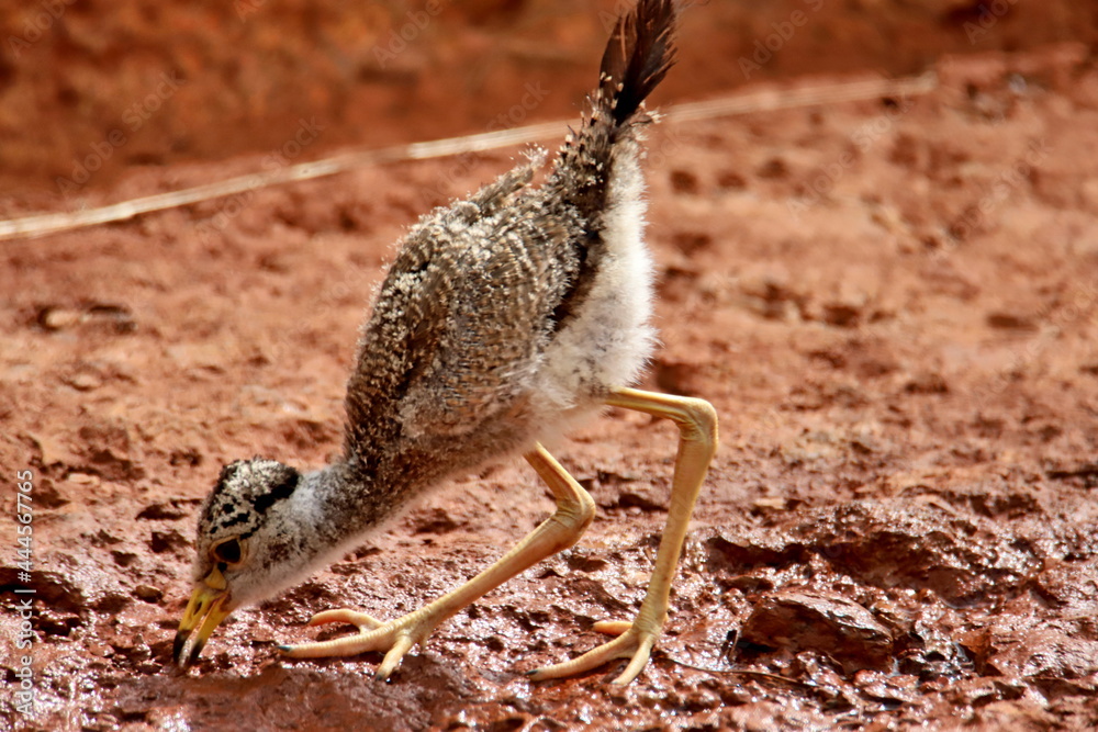 chick of senegalese lapwing chick of senegalese lapwing