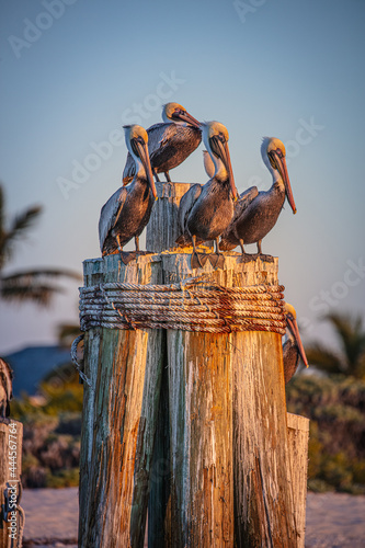 pelican post photo