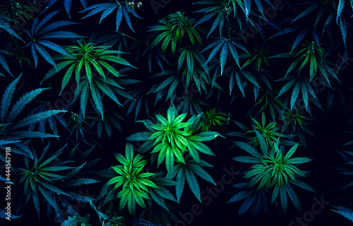 Beautiful marijuana leaves. Background for design. Psychedelic pattern. photo