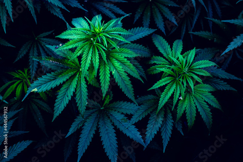 Beautiful marijuana leaves. Background for design. Psychedelic pattern.