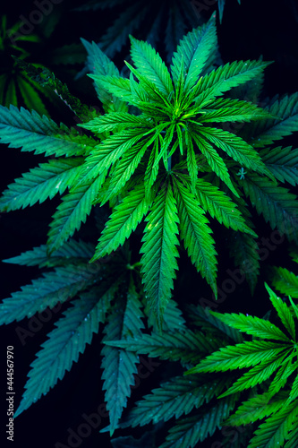 Beautiful marijuana leaves. Background for design. Psychedelic pattern.