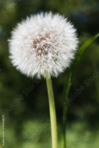 White  fluffy dandelion. Dandelion close-up. Soft focus