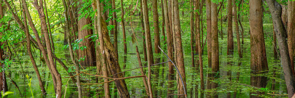 Fototapeta premium swampy tree trunks