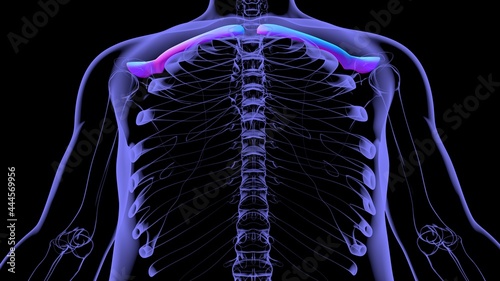 Human skeleton anatomy Clavicle Bones 3D Rendering