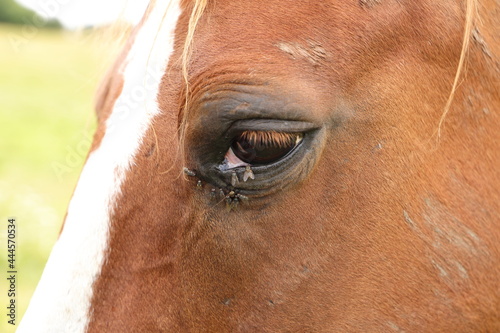 a horse s eye full of flies in summer 