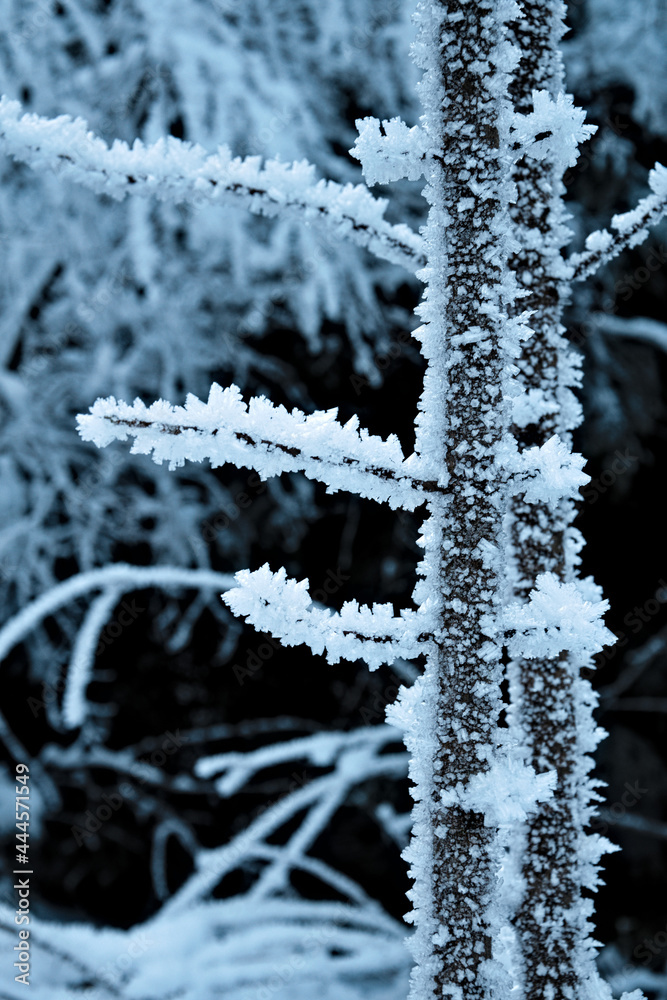 snow covered branches snow covered branches
