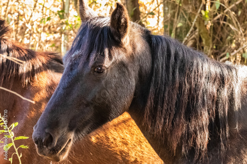 cavalo, horse photo