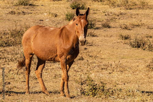 Cavalo, Horse photo