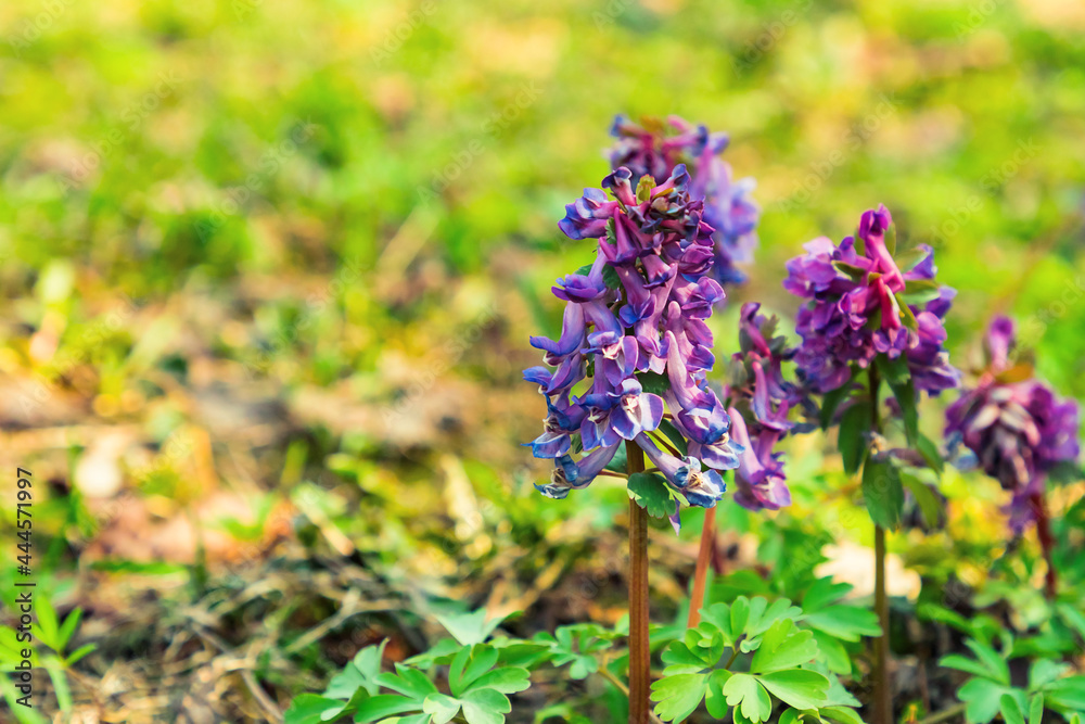 Fototapeta premium close-up of Corydalis solida fumewort purple flowers on spring blurred natural background. Selective soft focus. Shallow depth of field. Text copy space.