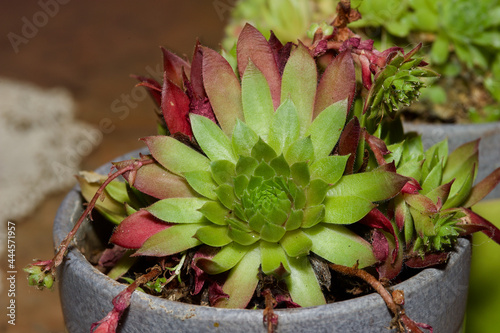 Succulent potted plant macro photo series