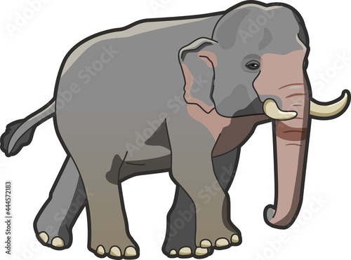 インドゾウ