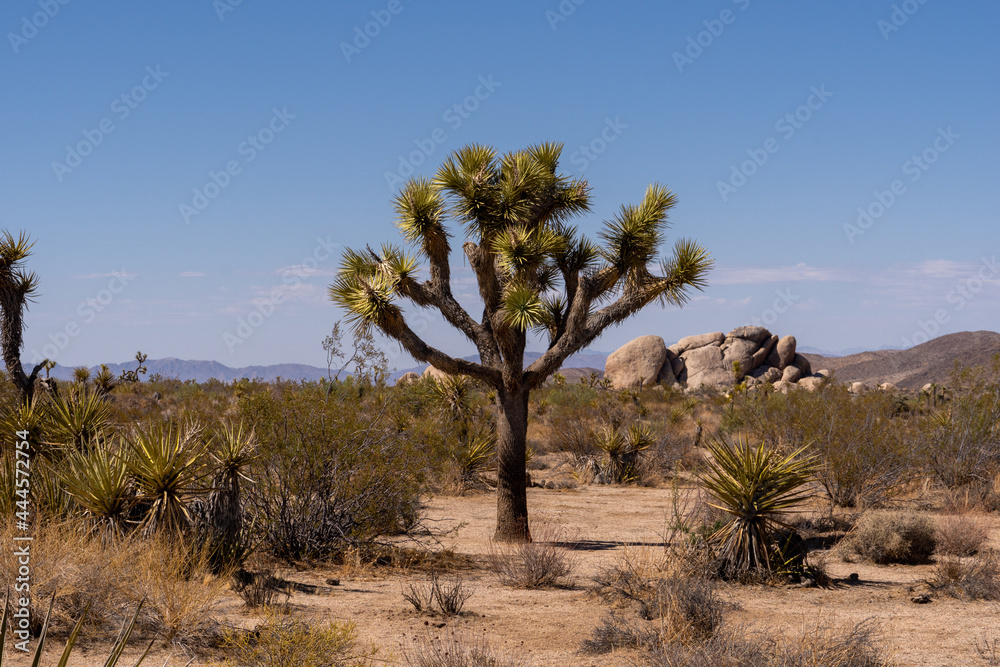 A single Joshua Tree standing alone in the Joshua Tree National Park
